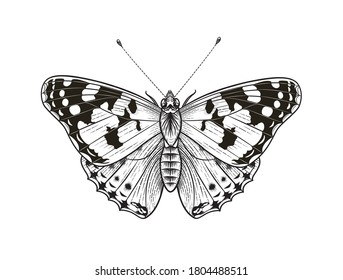 Hand drawn butterfly isolated on blank background. Vector monochrome Moth top view. Black and white Illustration in vintage style, t-shirt design, tattoo art.