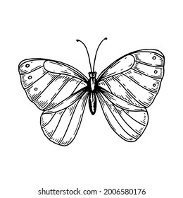 Hand drawn butterfly isolated of white. Vector illustration in sketch style