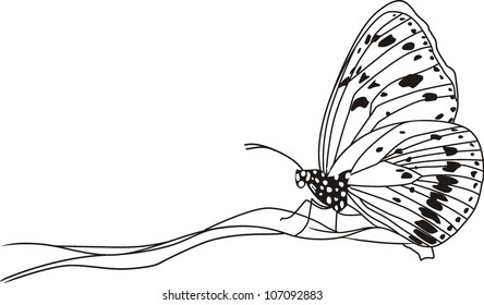 Hand drawn butterfly on a leaf