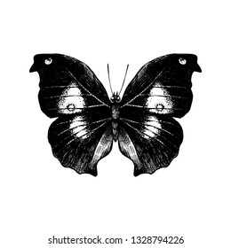 Hand drawn butterfly on white background. Vector illustration