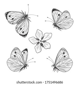 Hand drawn butterfly set isolated on white. Vector monochrome flying and sitting butterflies in vintage style. Black and white detailed insects for tattoo design, coloring page, floral decoration.