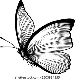 Hand drawn Butterfly Side View Sketch Illustration