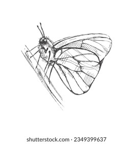Hand drawn  butterfly sketch. Monochrome insect  doodle. Black and white vintage element.  Vector sketch.  Detailed retro style.