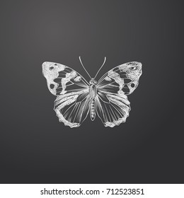 Hand Drawn Butterfly Sketch Symbol isolated on chalkboard. Vector Butterfly Element In Trendy Style