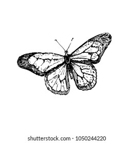 Hand drawn butterfly. Sketch, vector illustration.