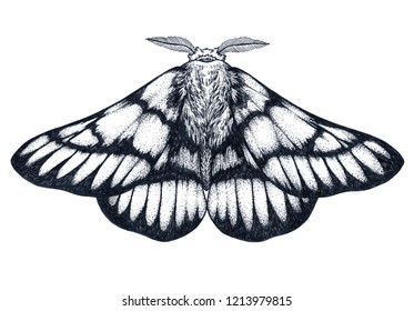 Hand drawn butterfly tattoo. Dotwork tattoo. Hemileuca griffini. Griffin's sheepmoth or Canadian fleabane moth. Family Saturniidae. Mystical symbol of freedom, beauty, life, perfection