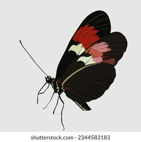 hand drawn butterfly vector design