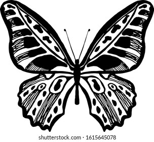 Hand drawn butterfly. Vector illustration of winged insects. Entomology sketch isolated on white. Black and white line art for packaging, logo, label, icon.