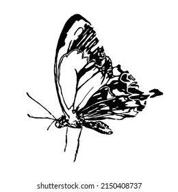 Hand drawn butterfly vector illustration