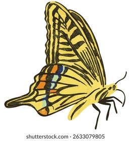 Hand drawn butterfly vector illustration