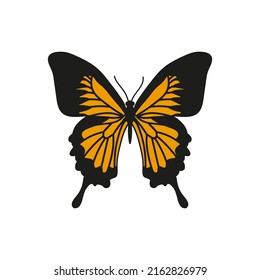 Hand drawn butterfly with white background