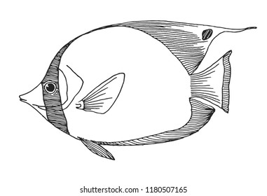 Hand drawn butterflyfish. Vector illustration in sketch style