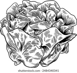 Hand drawn Butterhead Lettuce Sketch Illustration