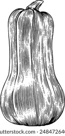 Hand drawn Butternut Squash Sketch Illustration