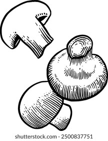 Hand drawn Button Mushrooms Sketch Illustration