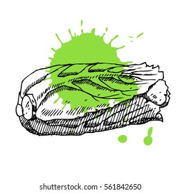 Hand drawn cabbage. Can be used for vegan products, brochures, banner, restaurant menu, farmers market and organic food store