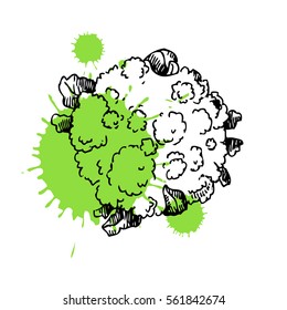 Hand drawn cabbage. Can be used for vegan products, brochures, banner, restaurant menu, farmers market and organic food store