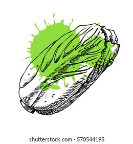 Hand drawn cabbage. Can be used for vegan products, brochures, banner, restaurant menu, farmers market and organic food store