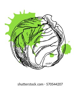 Hand drawn cabbage. Can be used for vegan products, brochures, banner, restaurant menu, farmers market and organic food store