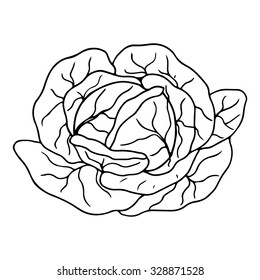 Hand drawn cabbage  isolated on white background - vector illustration.