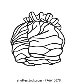 Hand drawn cabbage isolated. Vector artistic drawing food. Actual illustration 