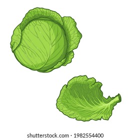 Hand Drawn Cabbage, and a cabbage leaf. Vector illustration isolated on a white background.