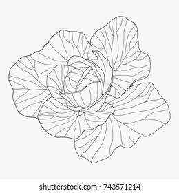 Hand drawn cabbage line art. Garden illustration 
