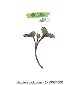 Microverduras de col dibujadas a mano. Ilustración vectorial en el estilo de esbozo aislado en fondo blanco