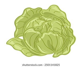 Repollo dibujado a mano sobre fondo blanco. Vector ilustración botánica de vegetales