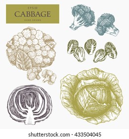 Hand drawn cabbage sketch collection with leaves and head. Organic food illustration. Vintage vegetables set in pastel colors.