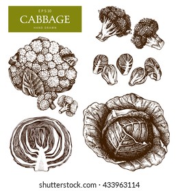 Hand drawn cabbage sketch collection with leaves and head. Organic food illustration. Vintage vegetables set isolated on white. Farm fresh and locally grown products.