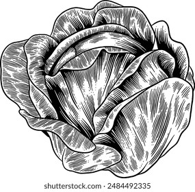 Dibujado a mano Repollo Sketch Illustración