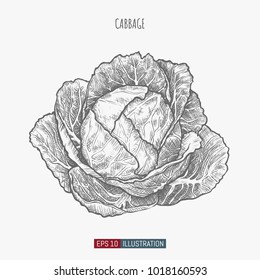 Hand drawn cabbage. Template for your design works. Engraved style vector illustration.