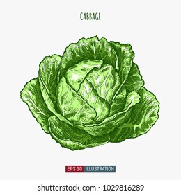 Hand drawn cabbage. Template for your design works. Engraved style vector illustration.