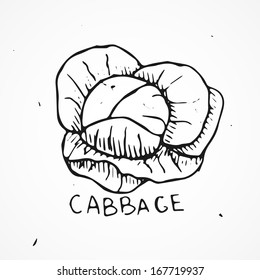 Hand drawn cabbage Vector