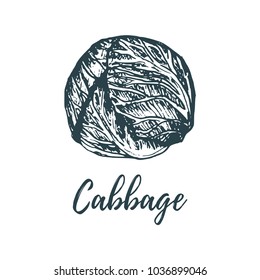 Hand drawn cabbage. Vector illustration. Vegetarian food sketch. Farm market product.