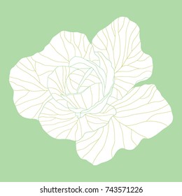 Hand drawn cabbage. Vegetable illustration 