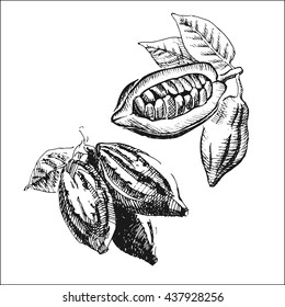 Hand drawn cacao beans icon. Vector illustration.