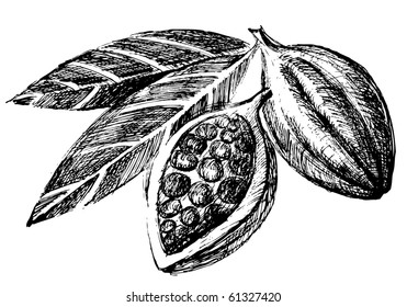 hand drawn cacao beans icon