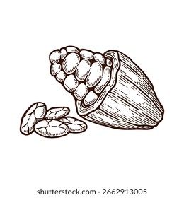 Hand Drawn Cacao. Cacao Engraving Line Art Vector Illustration
