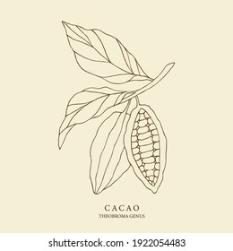 Hand drawn cacao illustration. Botanical design