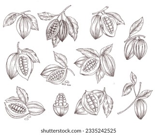 Hand Drawn Cacao Illustration Set