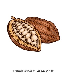 Cacau desenhado à mão. Ilustração Vetorial do Cacau Vintage