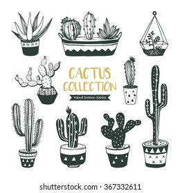 Hand drawn cacti collection (vector design)