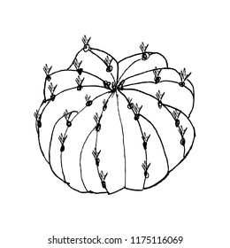Hand drawn cactus Echinopsis, liner vector illustration on white