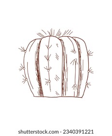 hand drawn cactus illustration. Vector Illustration. cacti with flowers. Set of cactuses. isolated on white background. cactus outline sketch. cactus drawing. cactus plants line art background.