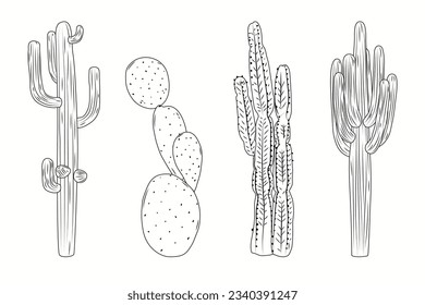 hand drawn cactus illustration. Vector Illustration. cacti with flowers. Set of cactuses. isolated on white background. cactus outline sketch. cactus drawing. cactus plants line art background.