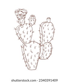 hand drawn cactus illustration. Vector Illustration. cacti with flowers. Set of cactuses. isolated on white background. cactus outline sketch. cactus drawing. cactus plants line art background.