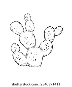 hand drawn cactus illustration. Vector Illustration. cacti with flowers. Set of cactuses. isolated on white background. cactus outline sketch. cactus drawing. cactus plants line art background.