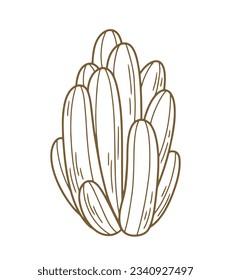 hand drawn cactus illustration. Vector Illustration. cacti with flowers. Set of cactuses. isolated on white background. cactus outline sketch. cactus drawing. cactus plants line art background.